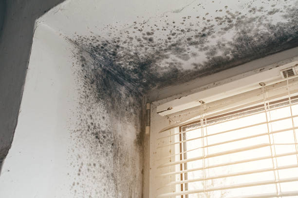 Affordable Mold Remediation solutions in Burlington, NC